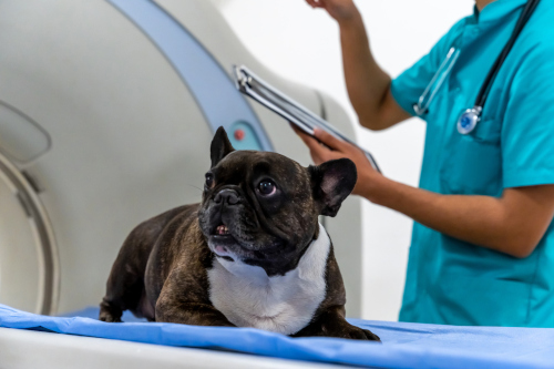 A dog being moved into an MRI machine